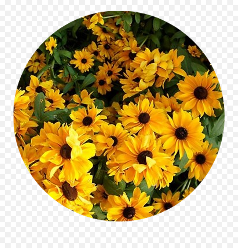 Aesthetic Flowers Png - Yellow Flower Aesthetic Png Yellow Aesthetic Stickers Flowers,Yellow Flower Png