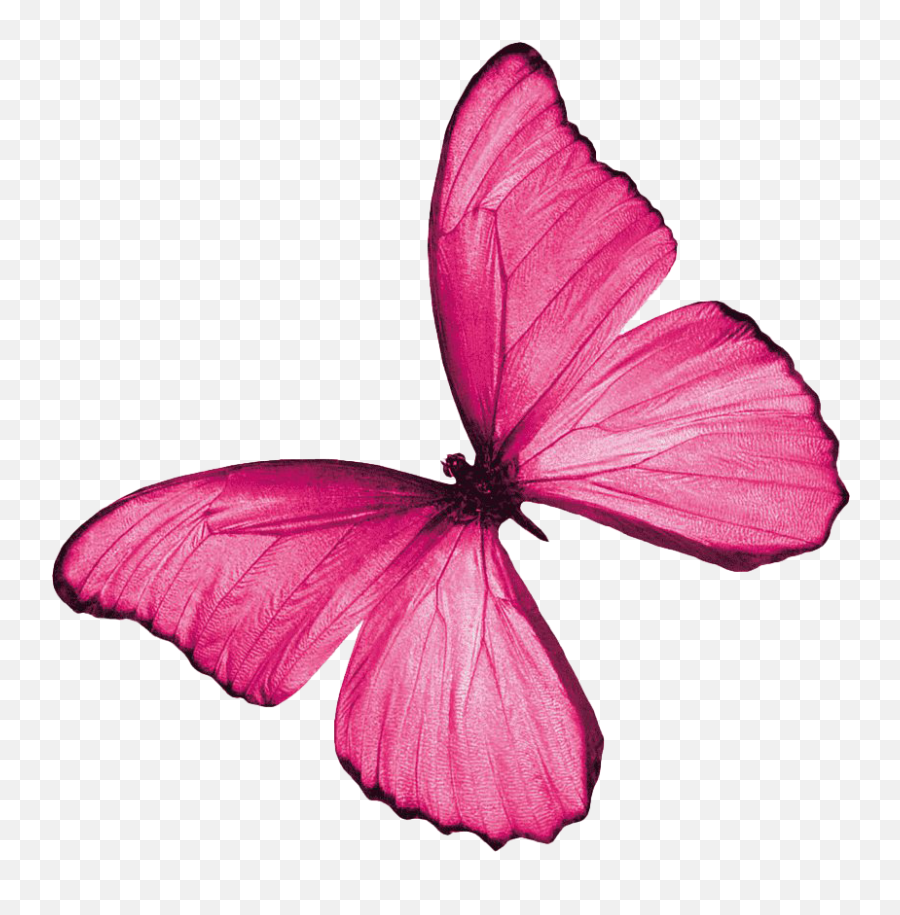 Real Pink Butterfly Png Image - Pink Butterfly Png,Real Butterfly Png