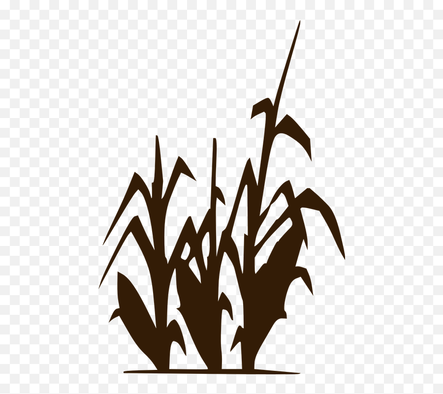 Corn Maize Crop - Clipart Black And White Corn Stalks Png,Corn Field Png