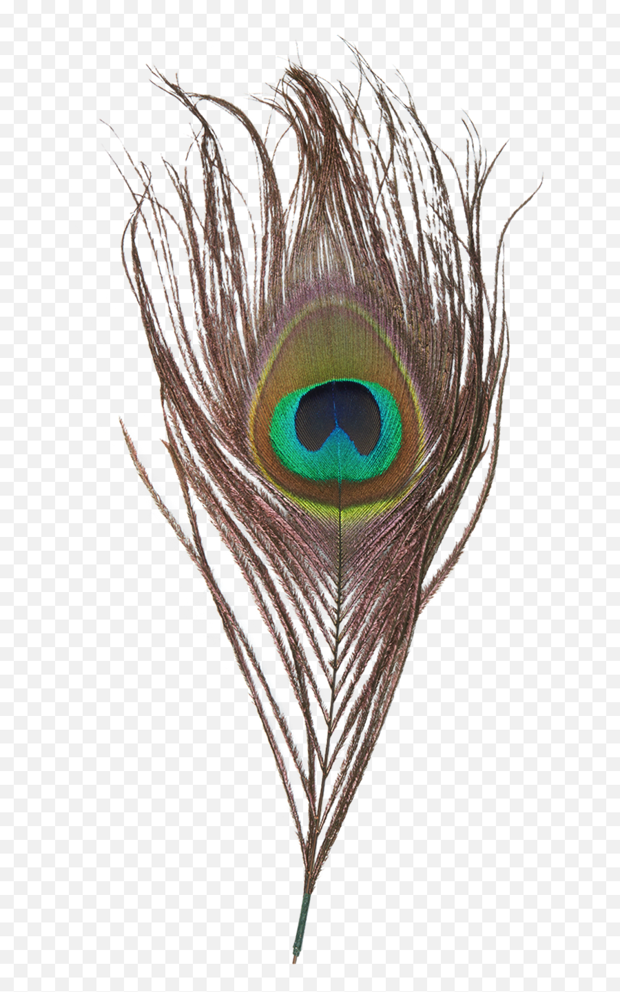 Png Transparent Images - Feather Transparent Background Peacock Png,Peacock Feathers Png