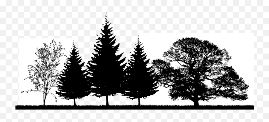 Download The Right Tree In - Winter Tree Silhouette No Background Png,Oak Tree Silhouette Png