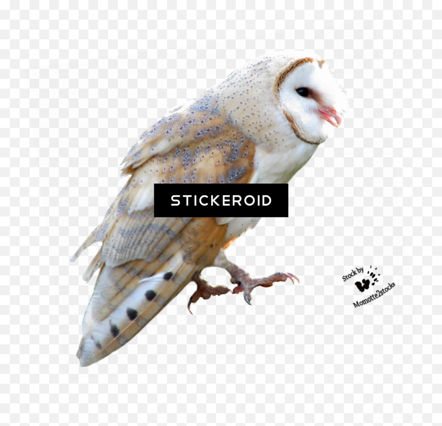 Barn Owl Birds - Barn Owl Png,Barn Owl Png