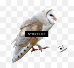 Barn Owl Birds - Barn Owl Png,Barn Owl Png