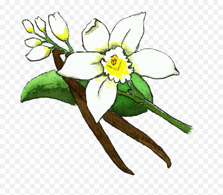Vanilla Bean Flower Illustration - Flower Vanilla Bean Vanilla Png,Vanilla Bean Png