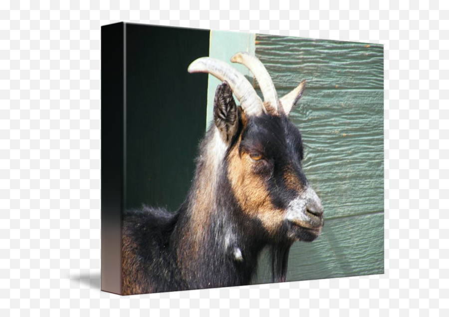 Goat Head Shot By Ramona Almanza - Goat Png,Goat Head Png
