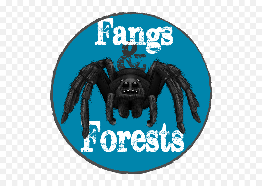 Fangs U0026 Forests - Buying Your First Tarantula Tarantula Png,Tarantula Png