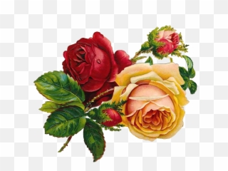 Showdown 5 Online Image Compression Tools Compared U2014 Sitepoint - Vintage Rose Clip Art Png,Png Tools