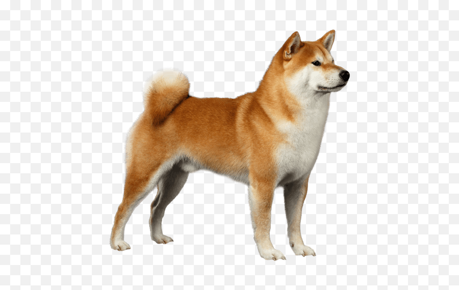 Shiba Inu Dog Breeds Png Image With No - Shiba Inu Dog Breeds,Shiba Inu Png
