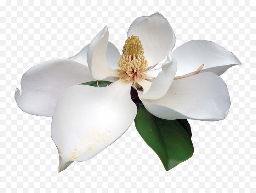 Magnolia White Flower - Magnolia Flower Transparent Background Png,Magnolia Png
