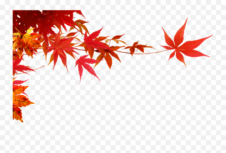 Autumn - Maple Leafmaple Branch Png Download 1350808 Maple Leaf Png Transparent,Maple Leaf Transparent
