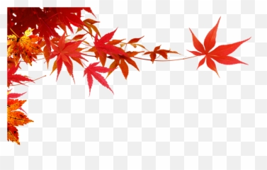 Autumn - Maple LeafMaple branch png download 1350808 Png Transparent