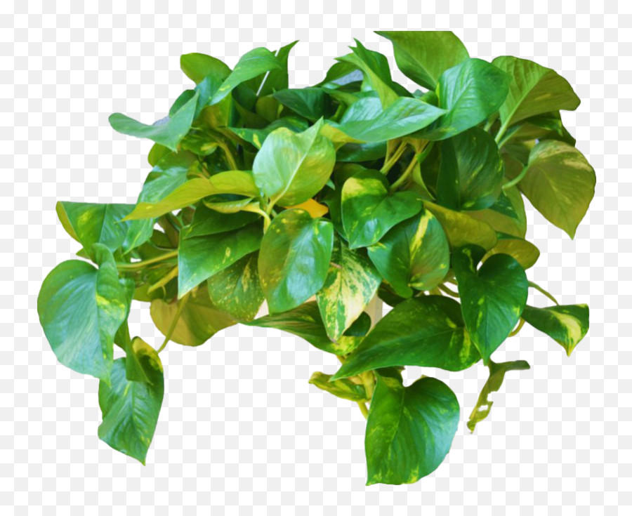 Green Leaves Ivy Hanging Png File Mart - For Indoor,Ivy Leaf Png