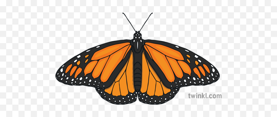 Monarch Butterfly 2 Illustration - Twinkl Monarch Butterfly Png,Monarch Butterfly Icon