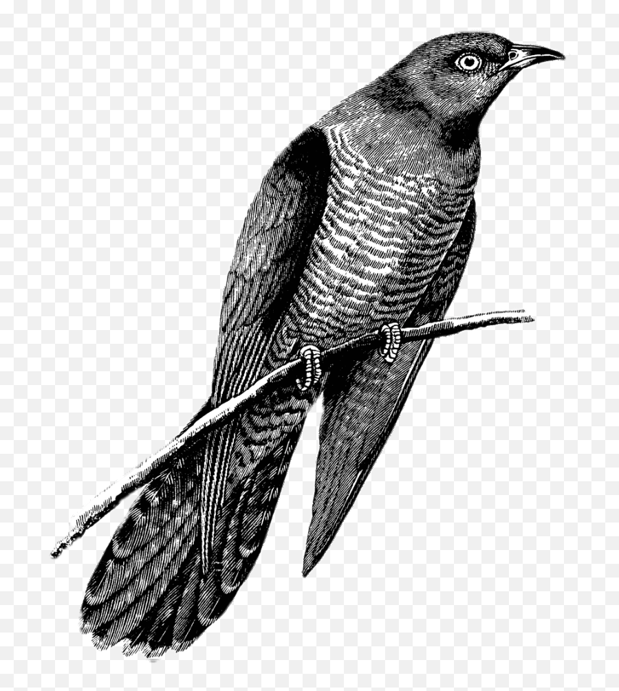 Cuckoo Drawing Black And White Transparent Png - Stickpng Easy Cuckoo Bird Drawing,Black Bird Png