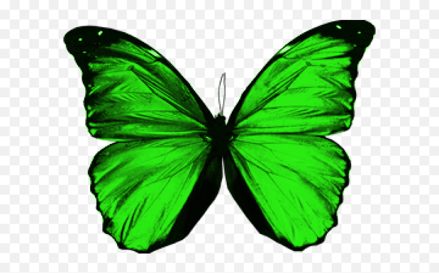 Download Rainbow Butterfly Clipart Green - Green Green Butterfly Png,Butterfly Transparent
