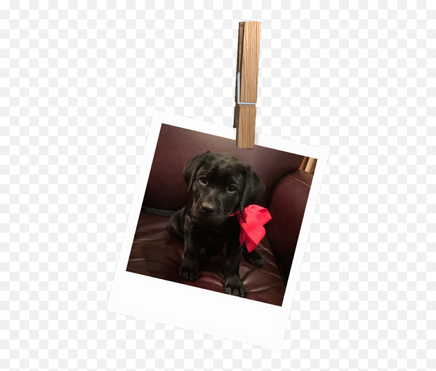 Littleacre Labradors - Picture Frame Png,Yellow Lab Icon Png