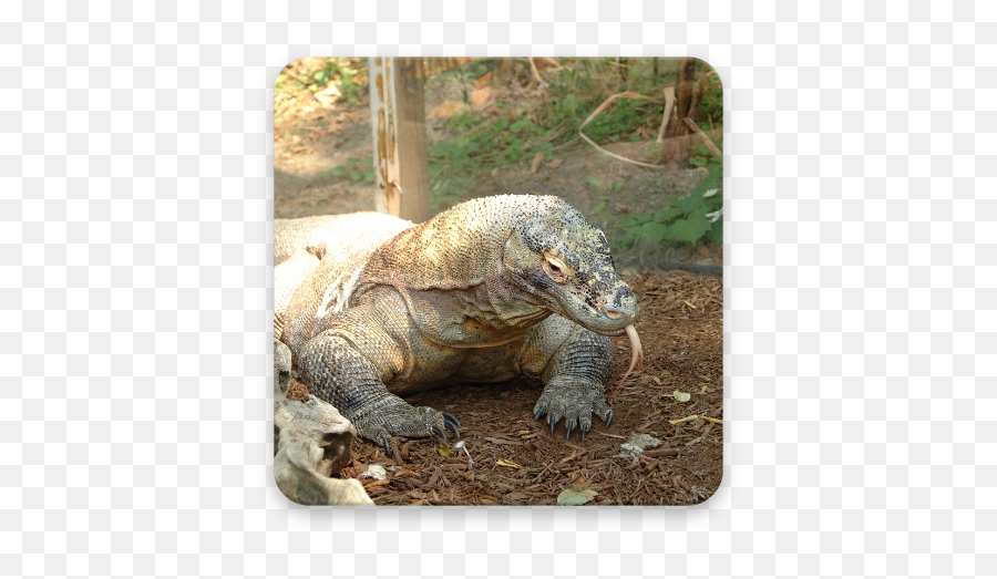 Komodo Dragon Wallpaper Hd - Google Play Monitor Lizard Vs Komodo Dragon Png,Komodo Dragon Png