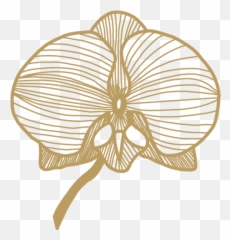 Love Orchids - Buy with free delivery to your door png