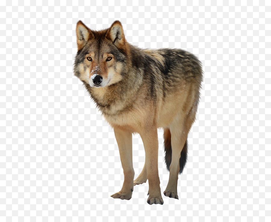 Download Best Free Wolf Png Clipart - Timber Wolf Transparent Background,Wolf Transparent