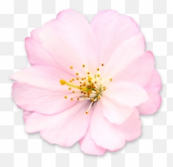 Get Cherry Blossom Png Pictures