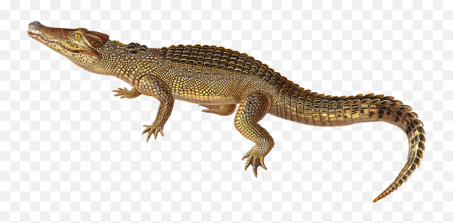Nile Crocodile Transparent Png - Cuban Crocodile Transparent,Crocodile Png