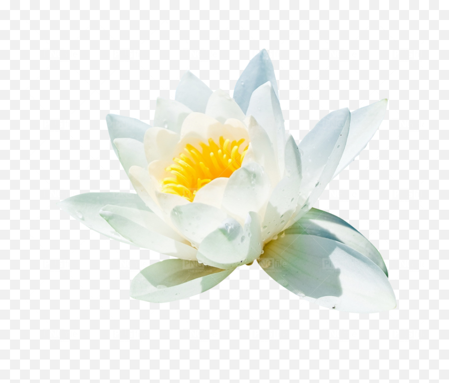 Water Lilli Flower Png - Photo 137 Pngfilenet Free Png Water Lily,Lily Flower Png