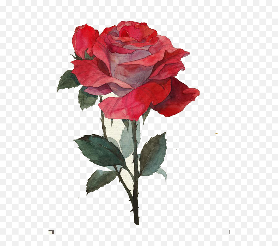 Download Hd Rose Thorns Png - Rose With Thorns Png Ros With Thorns Paintings,Thorns Png