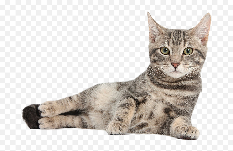 Cute Cat Free Png Image - Domestic Animals Name Cat,Cats Png