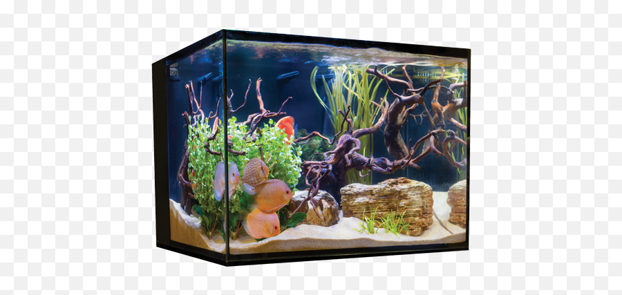 Cobalt C - Vue Aquarium Kit 45 Gallon C Vue Aquarium Png,Fish Tank Png