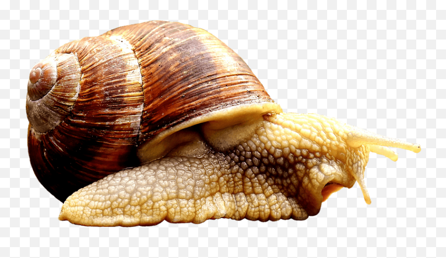 Snail Transparent Png Image Free - Animals That Crawl Png,Snail Png