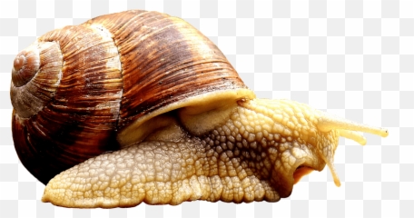Snail Transparent Png Image Free - Animals That Crawl Png,Snail Png