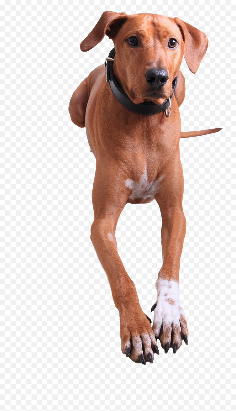 Raw Foods - Stop A Dog From Chewing His Paws Png,Doggo Png