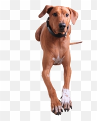 Raw Foods - Stop A Dog From Chewing His Paws Png,Doggo Png