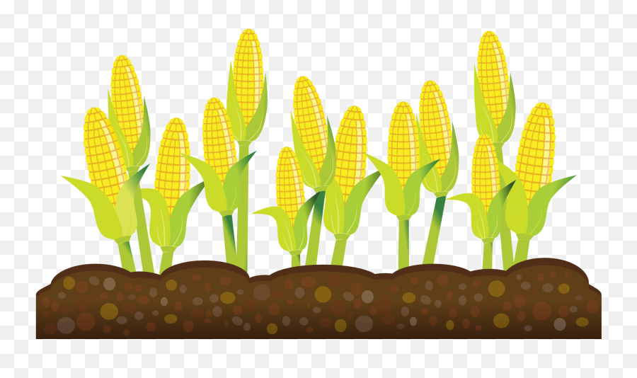 Cornfield Drawing Corn Leaf Transparent - Crops Clipart Transparent Background Png,Corn Field Png