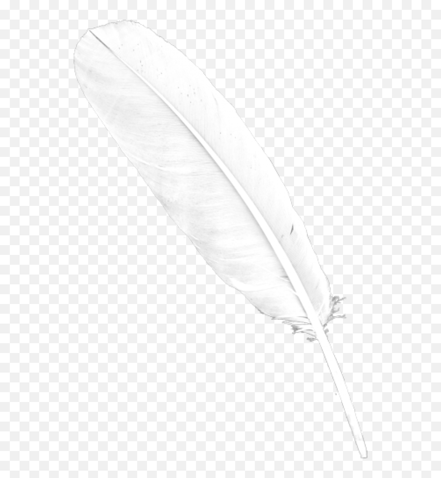 Feather Png Images - Transparent Background White Feather Png,Black Feather Png