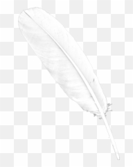 Feather Png Images - Transparent Background White