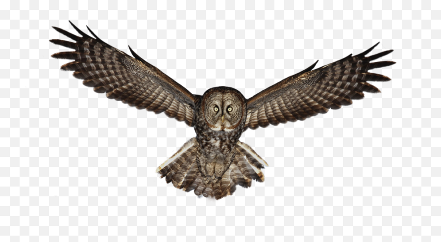 Owl Png - Great Grey Owl,Owls Png
