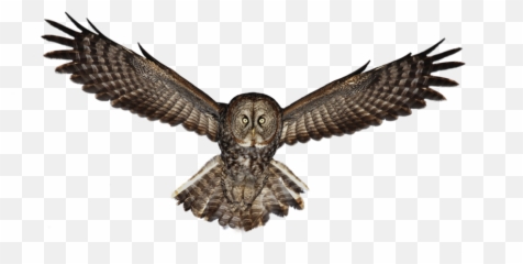 Owl Png - Great Grey Owl,Owls Png