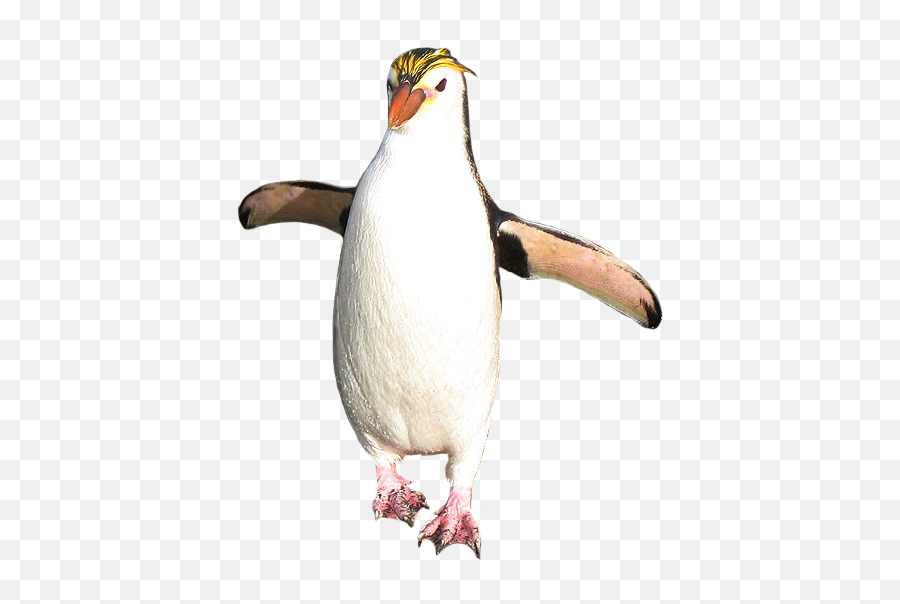 Macaroni Penguin Transparent - Rockhopper Penguin Transparent Background Png,Penguin Transparent Background