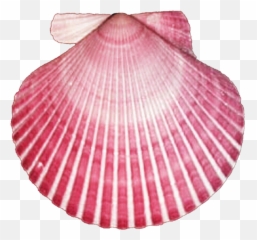 Dark Pink Seashell Clipart - Transparent Background Seashell Clip Art Png,Seashell Transparent