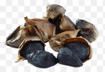 Black Garlic Transparent Png - Stickpng Black Garlic Free Download,Garlic Transparent Background
