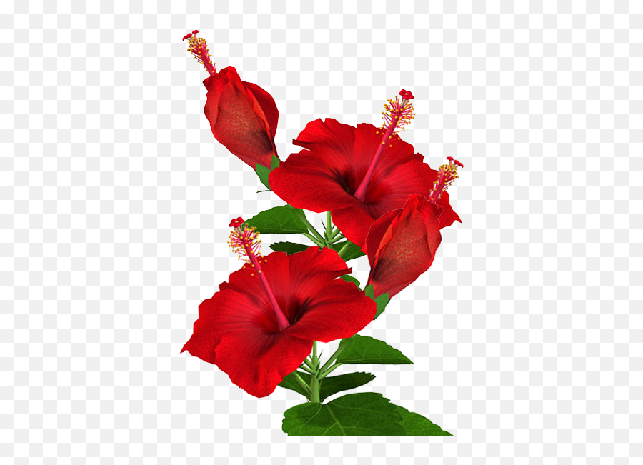 Hibiscus Plant Png - Red Hibiscus Flower Png,Hibiscus Flower Png