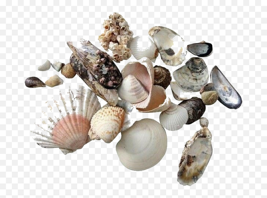 Moodboard Stickers Seashells Sea Sticker By Yogurt - Shells Transparent Png,Seashells Png