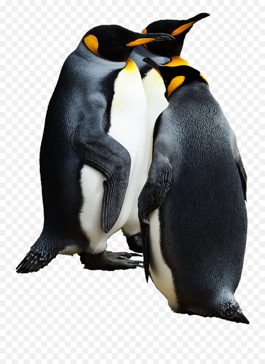 Penguins Group Of 3 Transparent Png - Emperor Penguin Transparent Background,Penguin Transparent