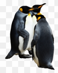 Penguins Group Of 3 Transparent Png - Emperor Background
