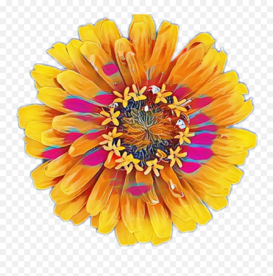 Colorful Flowers Png - Colorful Flower Flowers Yellow Common Zinnia,Colorful Flowers Png