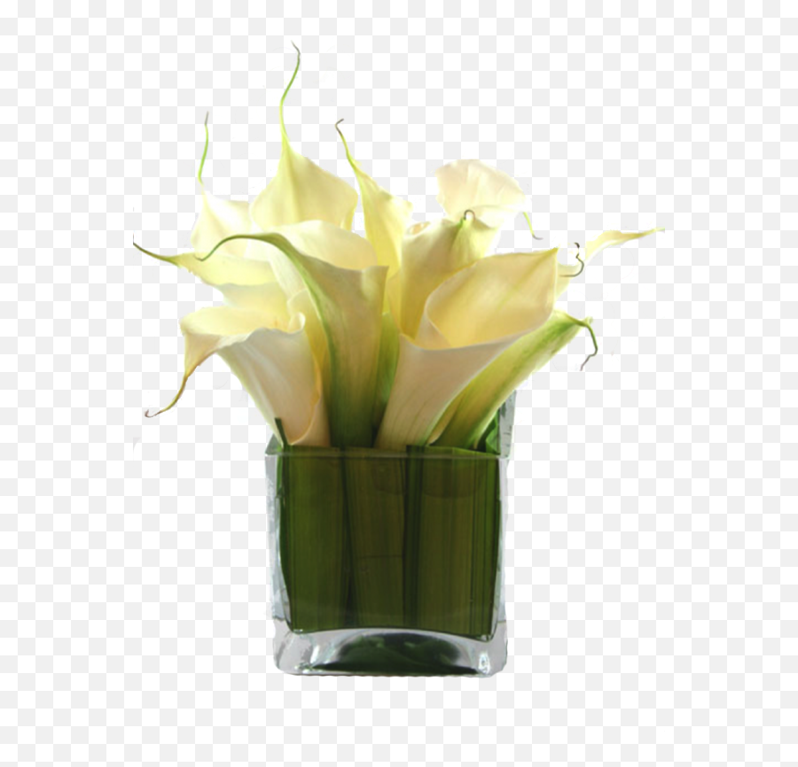 Calla Lilies Online Flower Delivery U2013 Somerset Flowers U0026 Gifts - Square Vase Calla Lily Png,Lillies Png