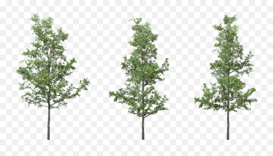 Portable Network Graphics Transparency Clip Art Adobe - Tree Png,Transparent Trees