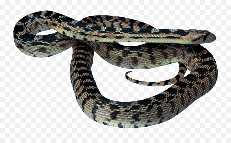 47 Snake Png Images For Free Download - Ajgar Png,Snakes Png
