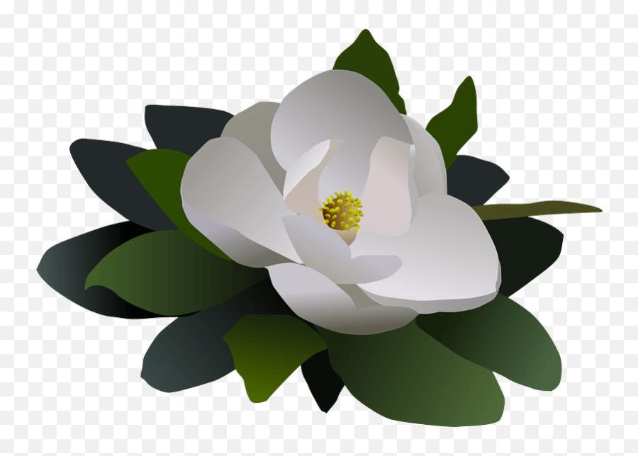 Single White Magnolia Flower Clipart - Magnolia Flower Clipart Free Png,Magnolia Png